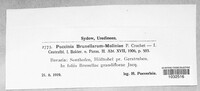 Puccinia moliniae image